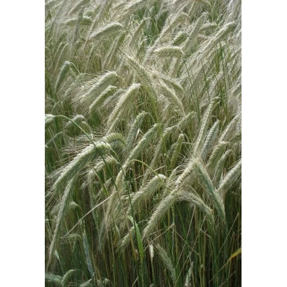 Field of rye with ears against the sky - TATARSKAYA 1