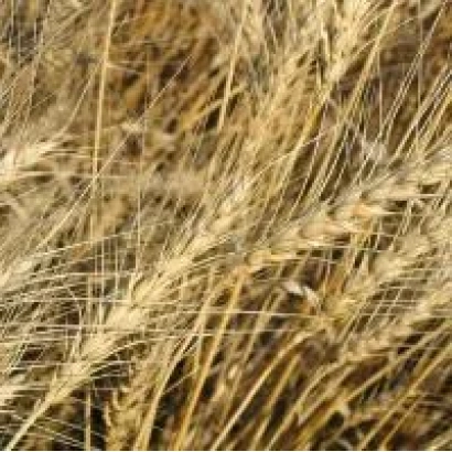 Golden rye ears in a field - Jupiter F1