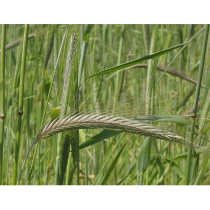 Поле з колосом жита - ВАВИЛОНСЬКА