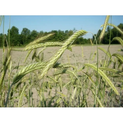Field of rye with ears against a backdrop of trees - Volkhova