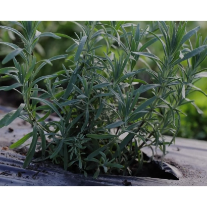 Розмарин в горшке на черной пленке - Бирюса