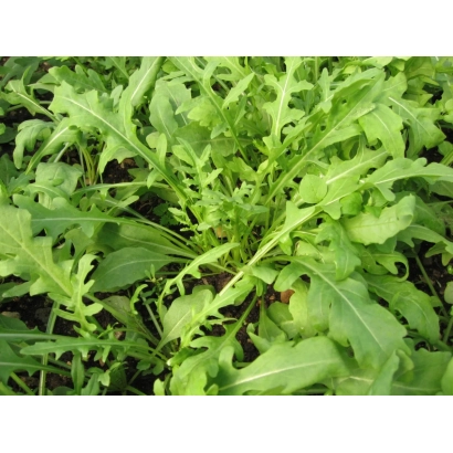 Свежая руккола на грядке - Аполло