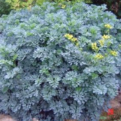 Куст Руты с желтыми цветами - Кружевница