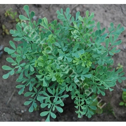 Растение недотрога с мелкими листьями на земле