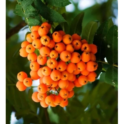 Close-up of orange rowan berries on a branch with green leaves - DAUGHTER OF KUBOVOYA