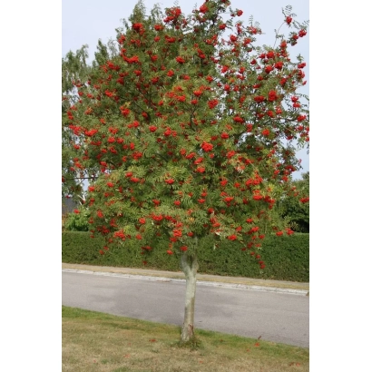 Rowan tree with red berries against a road background - SORBINKA