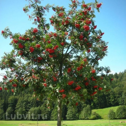 Дерево рябины с красными ягодами на фоне зеленого поля и леса - Титан