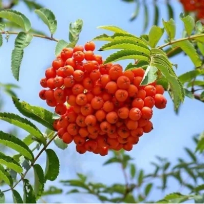 Clusters of red rowan berries on a branch with green leaves against a sky background - VEFED