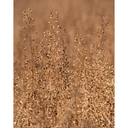 Сухие стебли растения Рыжик на фоне поля - ОМИЧ