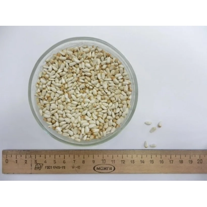 Белые семена сафлора в стеклянной чашке с линейкой для масштаба - БОРЕЦ