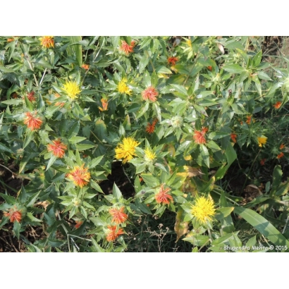 Растение сафлор с желтыми и красными цветами - ВИНАР