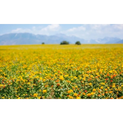 Поле сафлора на фоне гор - ЗАВОЛЖСКИЙ 1