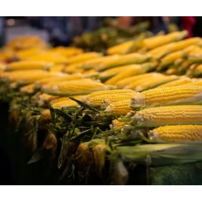 Желтая сахарная кукуруза в ряд - Акцент