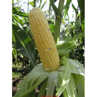 Свіжа цукрова кукурудза на стеблі - АДИКА F1