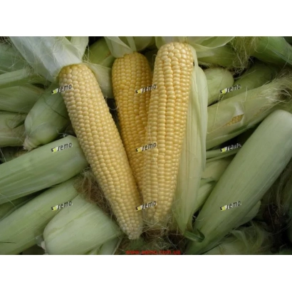 Fresh sweet corn AGNES F1