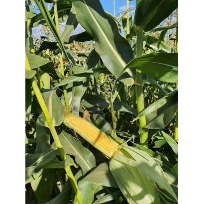 Созревающая початок сахарной кукурузы на фоне зелёных листьев - Андриа F1
