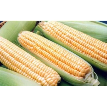 Три початка сахарной кукурузы с зелёными листьями - АНКОР