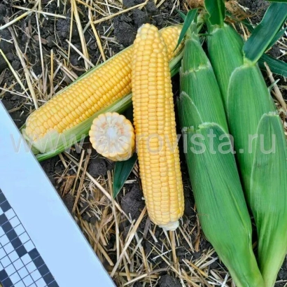 Свежая сахарная кукуруза на соломе - АРКОН