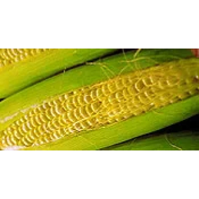 Свежая сахарная кукуруза с зелёными листьями - Ароматная