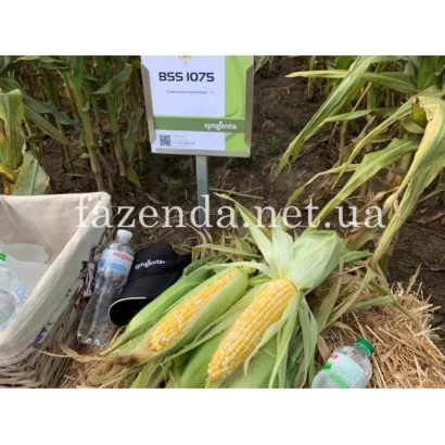 Урожай сахарной кукурузы BSS1075 на фоне поля с табличкой сорта - БСС1075