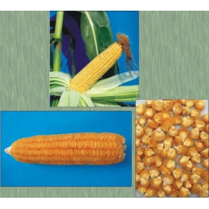 Желтая сахарная кукуруза на фоне листьев и зерна - Дебют