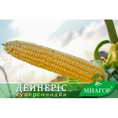 Желтая кукуруза Дейнерис на фоне неба