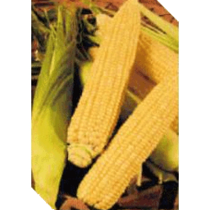 Fresh sweet corn on a leafy background - Dimax F1