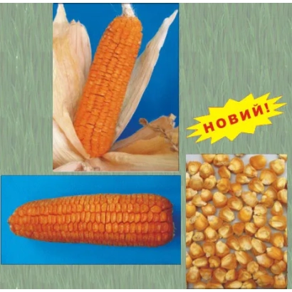 Колос сахарной кукурузы на синем фоне с изображением зерен и надписью 'НОВИЙ!' - Дмитрик