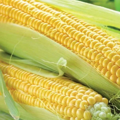 Желтая сахарная кукуруза Джамала на фоне зелени