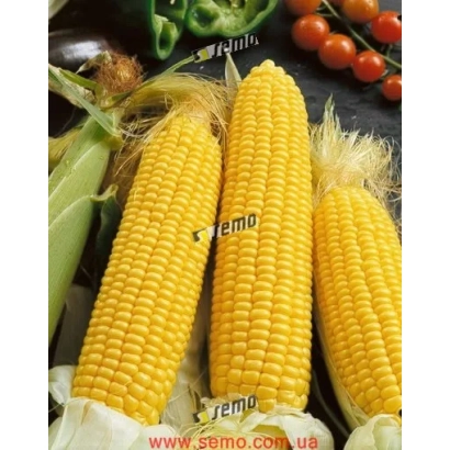 Три початки цукрової кукурудзи на темному фоні з логотипом 'remo' та овочами на задньому плані - ЄЛИЗАВЕТА F1