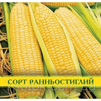Yellow sweet corn variety Early Maturing - Eugenia