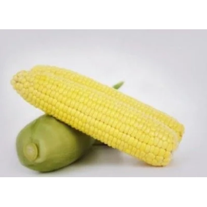 Желтая кукуруза на белом фоне - Фрагман