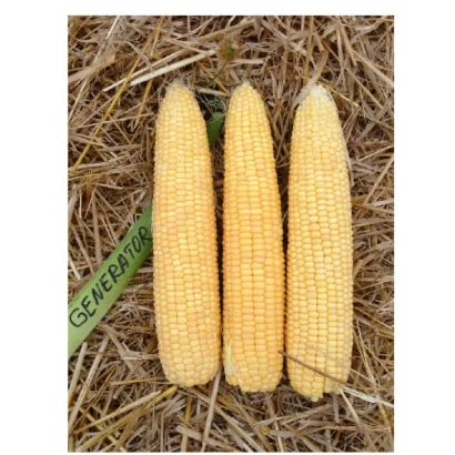 Три початка сахарной кукурузы сорта Генератор на соломе