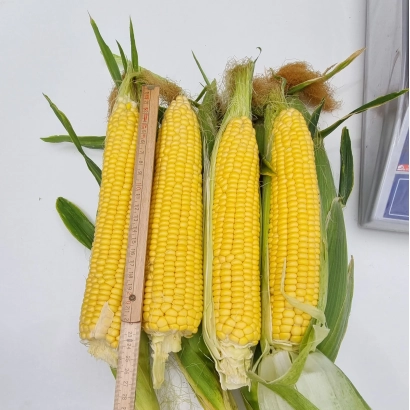 Три початка сахарной кукурузы ГИА на деревянной палке