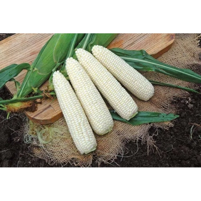 Свежая сахарная кукуруза на деревянной доске - ГЛАСИАЛ