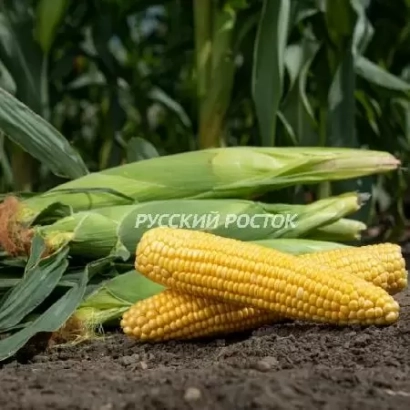 Желтая кукуруза на земле с надписью РУССКИЙ РОСТОК - ГСС 14184