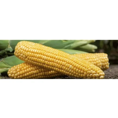 Желтая сахарная кукуруза на фоне листьев - ГСС14184