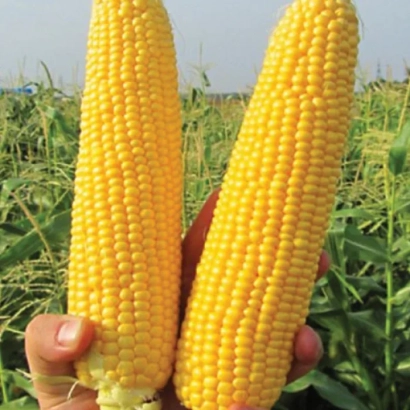 Две желтые початки сахарной кукурузы ГСС5649 на фоне поля
