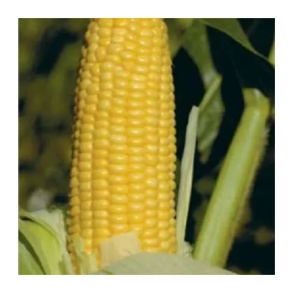 Желтая початок сахарной кукурузы на фоне листьев - ГХ 2042 F1