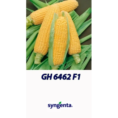 Жовта кукурудза GH 6462 F1 від Syngenta - ГКС 6462 Ф1