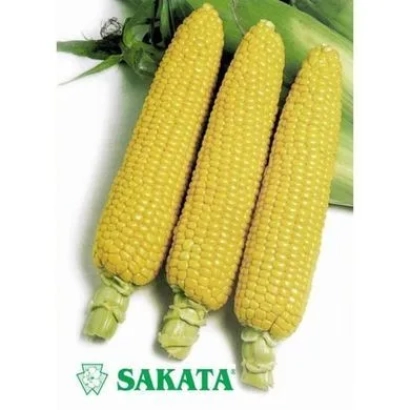 Три початки сахарной кукурузы на белом фоне с логотипом SAKATA - Хани Бентем 83