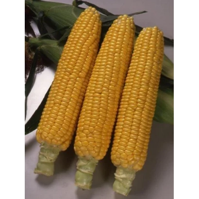 Three yellow ears of HONI BANTAM 78 DAYS F1 sweet corn on green leaves