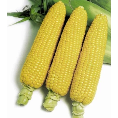 Three ears of HONI BANTAM 83 days F1 sweet corn on white background