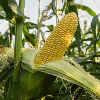 Желтая початок сахарной кукурузы на фоне листьев - ДЖЕТ