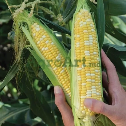 Рука держит два початка сахарной кукурузы на фоне листьев - КАМБЕРЛЭНД