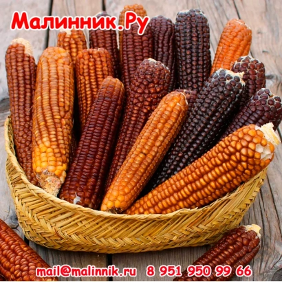 Корзина с разноцветной сахарной кукурузы Малинник - КАРАМЕЛЬКА
