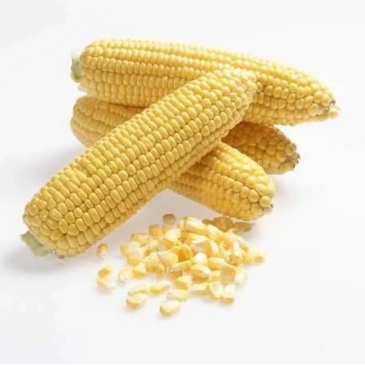 Желтая сахарная кукуруза Клементина на белом фоне - Климентина