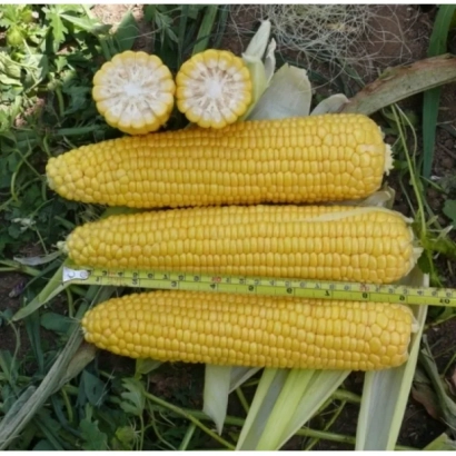 Желтая сахарная кукуруза Кокани F1 на фоне травы с измерительной лентой