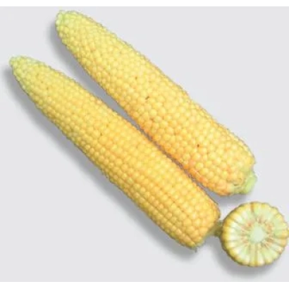 Три початки цукрової кукурудзи Кокані F1 на білому фоні - Кокани F1