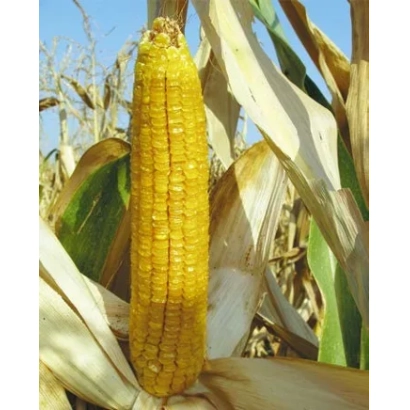 Желтая початок сахарной кукурузы на фоне листьев - КРАСНОДАРСКИЙ САХАРНЫЙ 280 СВ
